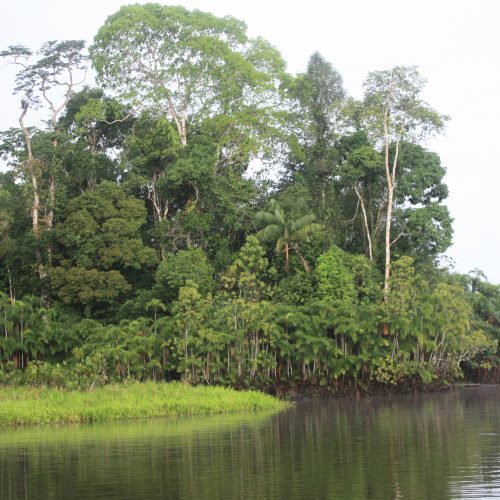 RoadShow Ecuador Amazonia vista aereas verdes reserva ahora mismo