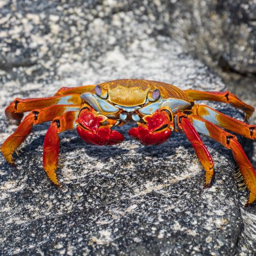 Zayapa_(Grapsus_grapsus),_Las_Bachas,_isla_Santa_Cruz,_islas_Galápagos,_Ecuador,_2015-07-23,_DD_30